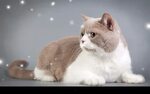 Fat Cat Live Wallpaper для Андроид - скачать APK