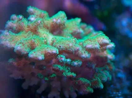 Продам кораллы - БАРАХОЛКА - Морской аквариум. Форумы ReefCe