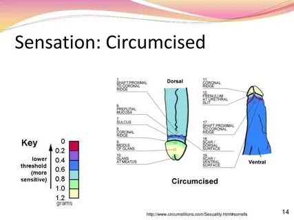 PPT - Circumcision and the Foreskin PowerPoint Presentation,