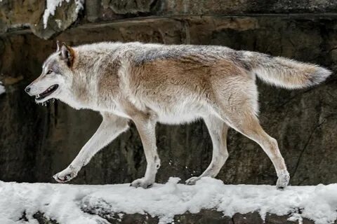 Taming the Lone Wolf: 4 Ways for Sales Leaders to Promote a 