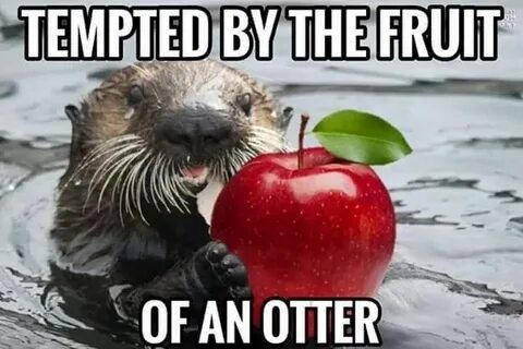 Pin by Terry Schlicht Skarbalus on Makes me laugh Otters, Ne