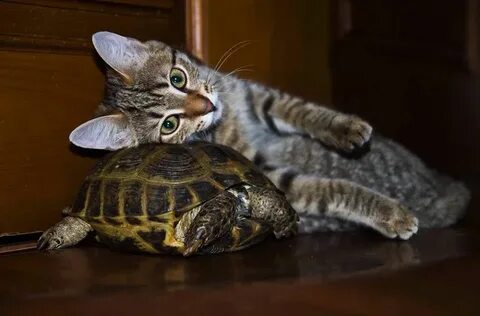 Pin by Amber Butler on Animals Animal hugs, Funny cats, Turt