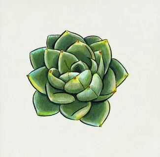 Pin by Kmonzon on Tattoo Inspiration Succulents drawing, Suc