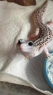 Common White Girl on Twitter Cute reptiles, Cute lizard, Liz