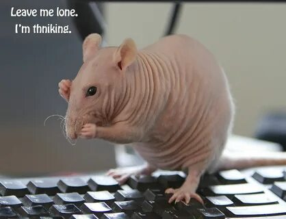 Thninking... Cute rats, Pet rats, Hairless animals