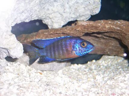 cichlids.com: dedicated to cichlids