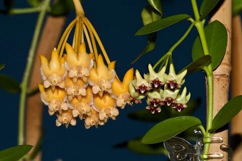 Hoya lasiantha & Hoya cumingiana