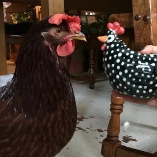 Meet Kippee, A Foster Hen Living in a Brooklyn Apartment wit