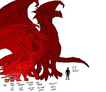 Dragon Sizes by Age compared to Human d20 Pub Dragon picture