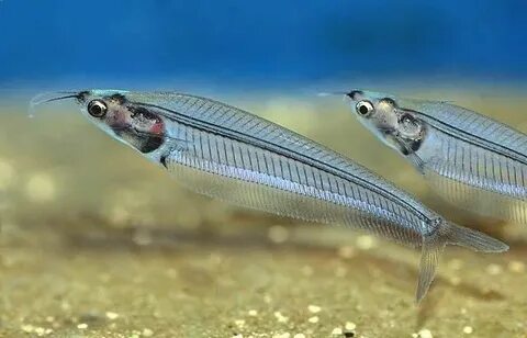 Kryptopterus vitreolus - Glass Catfish Fish / Aquatic life G