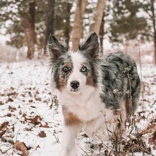 Platinum Border Collies (@platinumbordercollies) * Foton och