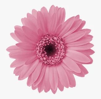 Transparent Daisy Flower Clipart - Pink Daisy Flower Png , F