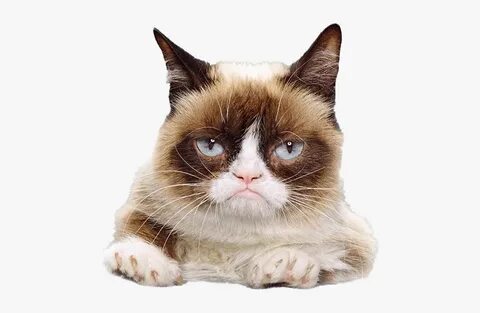 Grumpy Cat Face Png File - I M Going To Kick Your Ass, Trans