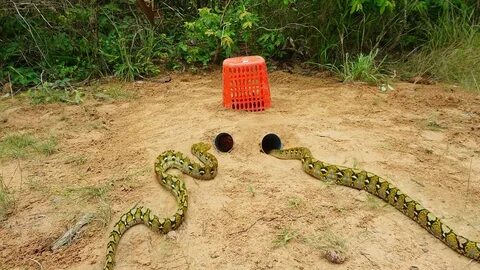 Awesome Big Python Trap Using PVC Pipe & Branches - How To M