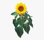 Sunflower/sunflower Png With Leaf - Sunflower Clip Art, Tran