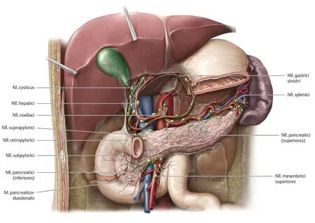 Dünndarm (Anatomie) - eRef, Thieme