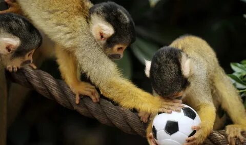 Tiny squirrel monkeys jailed after luxury life The World fro