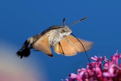 Скачать обои цветок, природа, фон, Hummingbird Hawk-moth, ра