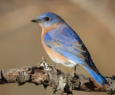 Male bluebird on brsnch Roads End Naturalist