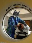 cat scan. this is sooo stupid but i can't stop laughing!!! l