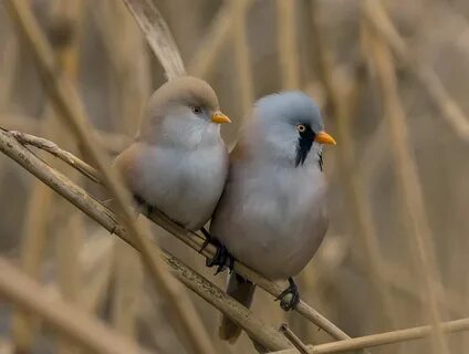 Bearded Tit (Panurus biarmicus). 