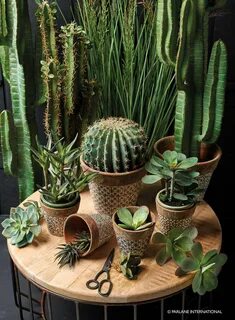 Parlane Faux Melon Cactus - Trouva Plants, Plant pot design,
