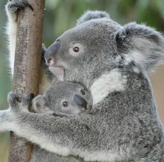 Pin by Calye on Koalas Baby animals, Cute animals, Koalas