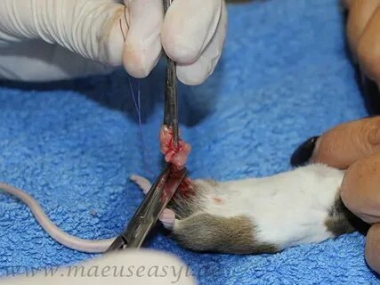 Mäuse kastrieren lassen Das Mäuseasyl im Spessart