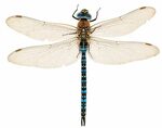 Aeshna mixta (Latreille, 1805) - Стрекозы Dragonfly illustra