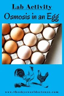 Osmosis in an Egg - Lab Activity Cell membrane transport, La