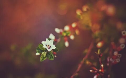 Green leafed plant, bokeh, nature, flowers HD wallpaper Wall