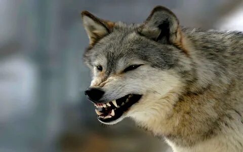 Pin by Outi Vainio on Wolves Scary dogs, Angry wolf, Wolf pu