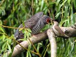 Pin on Cuckoo birds, Cuculidae, passerine birds, diderick, s