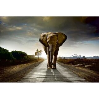 MS-5-0225 - Walking Elephant Wall Mural - by Dimex