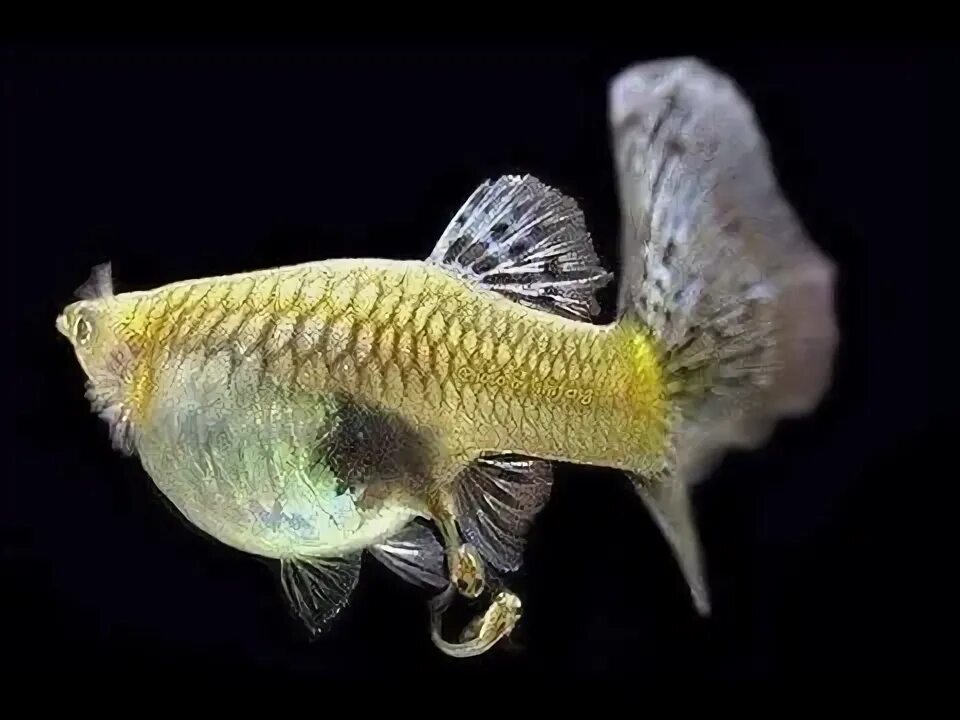 Guppy fish is giving birth!!! - YouTube