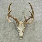 Whitetail Deer Skull European Mount For Sale #16894 @ The Ta