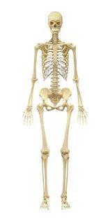 Female Skeleton Photograph by Medi-mation/science Photo Libr