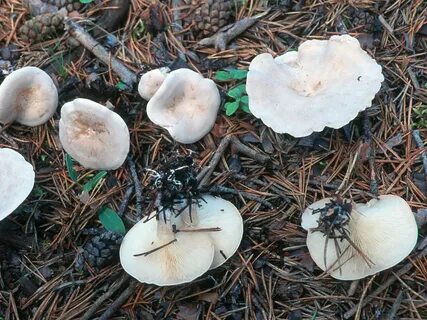 Світ грибів України " Clitocybe phyllophila