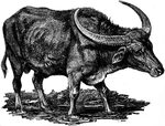buffalo black and white - Clip Art Library