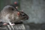 Rat Animal Facts Rattus rattus - AZ Animals