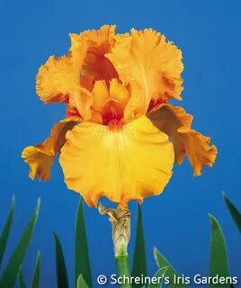 Savannah Sunset Tall Bearded Bulb flowers, Bearded iris, Iri