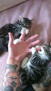 Mauled by kittens - Imgur