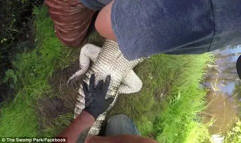 Video shows how to tell sex of an alligator Daily Mail Onlin