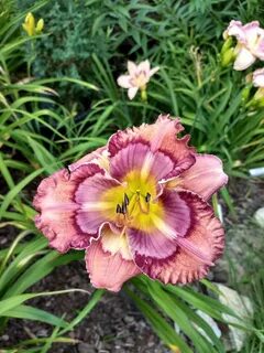 Daylily (Hemerocallis 'Cosmic Kaleidoscope') in the Daylilie