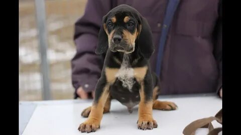 Black And Tan Coonhound Beagle Mix Puppies - dog.aircharters