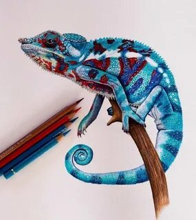 Pin by max velasco on Paintings Prismacolor art, Chameleon a