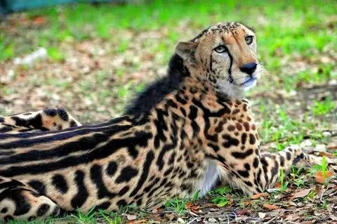 Rare King Cheetah Cheetah pictures, Animals, Animals wild