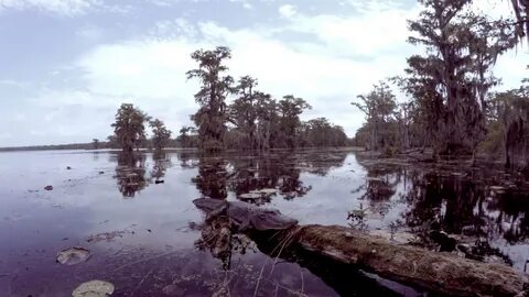 Louisiana Swamp Tour in 4K - YouTube.