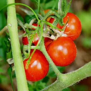 cherry tomato harvest 28 images * Boicotpreventiu.org