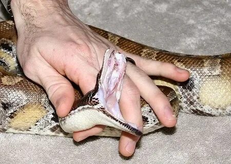Blood Python Facts and Pictures